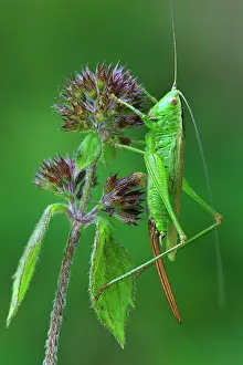 Conehead: Long-winged Conehead female