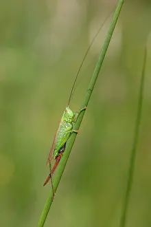 Creature: Long Winged Conehead - Female - UK