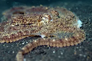 Appendage: Longarmed Octopus
