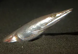 Macrorhynchus: Longbilled Snake Eel, west Pacific and Atlantic Oceans