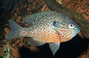 Lepomis: Longear Sunfish