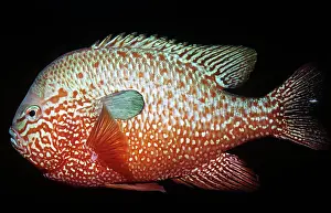 Lepomis: Longear SUNFISH