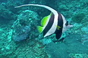 Banner: Longfin Bannerfish