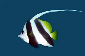 Dorsal: Longfin Bannerfish
