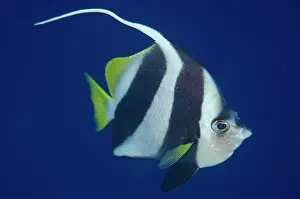 Ampat: Longfin Bannerfish