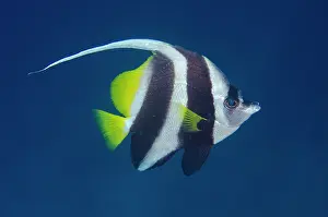 Dorsal: Longfin Bannerfish - Post 2 dive site, Menjangan Island, Bul
