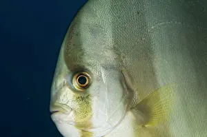 Teira: Longfin Batfish