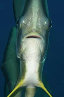 Teira: Longfin Batfish