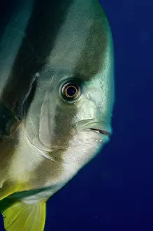 Teira: Longfin Batfish