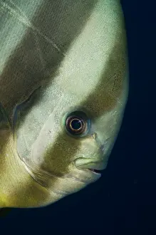 Teira: Longfin Batfish
