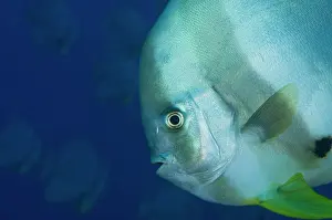 Teira: Longfin Batfish