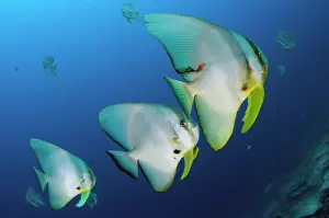 School: Longfin Batfish