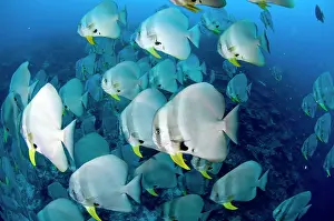 Teira: Longfin Batfish large school