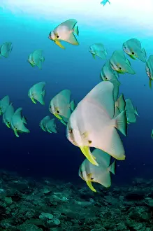Teira: Longfin Batfish large school against sun