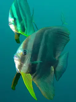 Shoal: Longfin batfish (Platax teira), Aliwal Shoal dive
