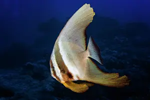 Reunion: Longfin batfish (Platax teira), Reunion island