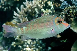 Besar: Longfin Emperor Tatawa Besar dive site, between