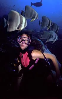 Batfishes: Longfin / Round / Teira Batfish - Scuba Diver