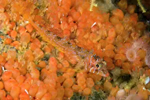 Longfin: Longfin sculpin Jordania zonope Alaska Unites States North P