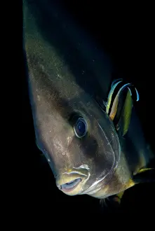 Windows: Longfin Spadefish - being cleaned by juvenile Bluestreak