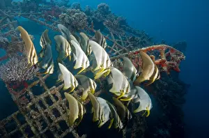 Teira: Longfin Spadefish (Platax teira) swimming at th