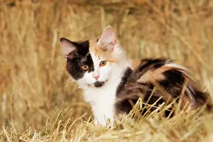 Worcester: Longhair calico kitten in golden grass