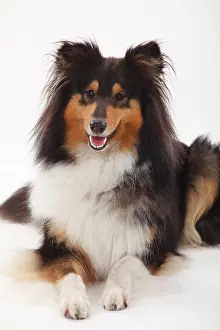 Longhair: Longhair collie, bitch, black-tri, animal portrait