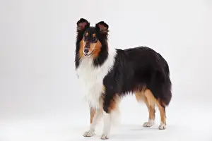 Bitch: Longhair collie, bitch, black-tri, standing