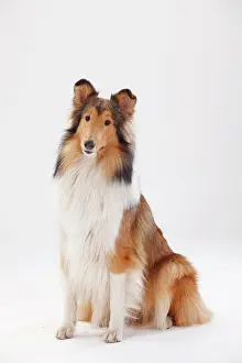 Bitch: Longhair collie, female, sitting