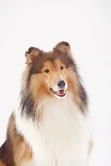 Longhair: Longhair collie, male, animal portrait