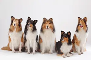 Bitch: Longhair collies, male and female, animal group