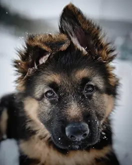 Longhaired: Longhaired German Shepherd Dog, Face, Ilmenau, Germany