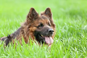 Longhaired: Longhaired, Old German Shepherd Dog in grass, portrait