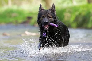 Alsatian: Longhaired Old German Shepherd Dog playing in river