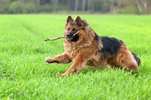 Retrieve: Longhaired, Old German Shepherd Dog running over