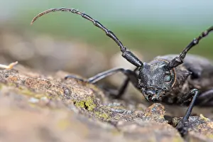 Asper: Longhorn Beetle