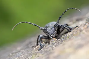 Asper: Longhorn Beetle