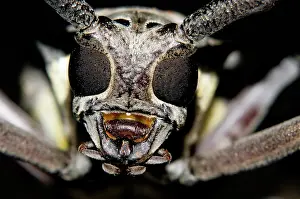 Demon: Longhorn Beetle