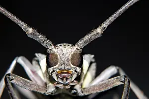 Demon: Longhorn Beetle