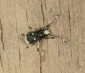 Longicorn: Longhorn beetle