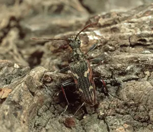 Longicorn: Longhorn beetle