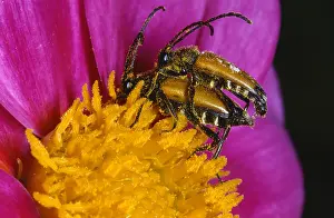 Belgium: Longhorn Beetle