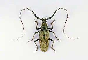 Horned: Longhorn Beetle