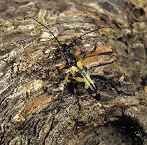 Bark: Longhorn Beetle