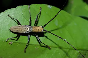 Antennae: Longhorn Beetle