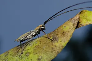 Antennae: Longhorn Beetle