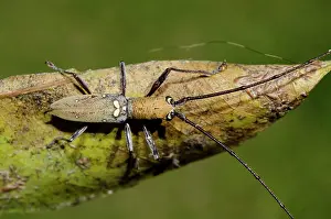 Antennae: Longhorn Beetle
