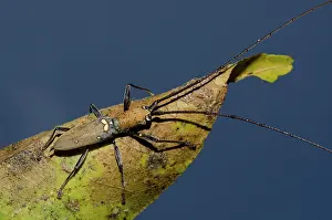 Antennae: Longhorn Beetle