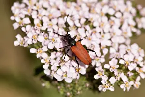 Millefolium: Longhorn beetle, Anastrangalia sanguinolenta, in