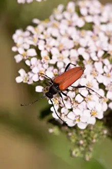 Millefolium: Longhorn beetle, Anastrangalia sanguinolenta, in